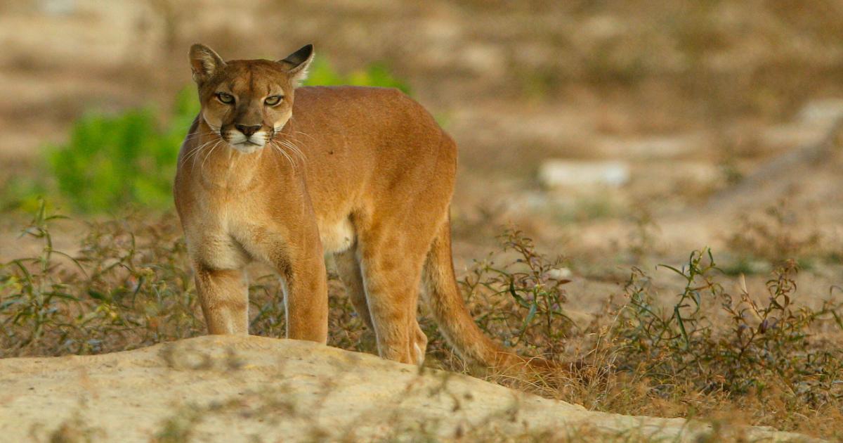 Noticias Antioquia: Las acciones para evitar que sea cazado un puma Noticias Antioquia: Las acciones para evitar que sea cazado un puma