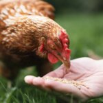 La gripe aviar alcanza una expansión «sin precedentes» y cada vez infecta más especies de mamíferos