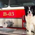 Noticias Antioquia: Nikita, la perra del Cuerpo de Bomberos de Sabaneta
