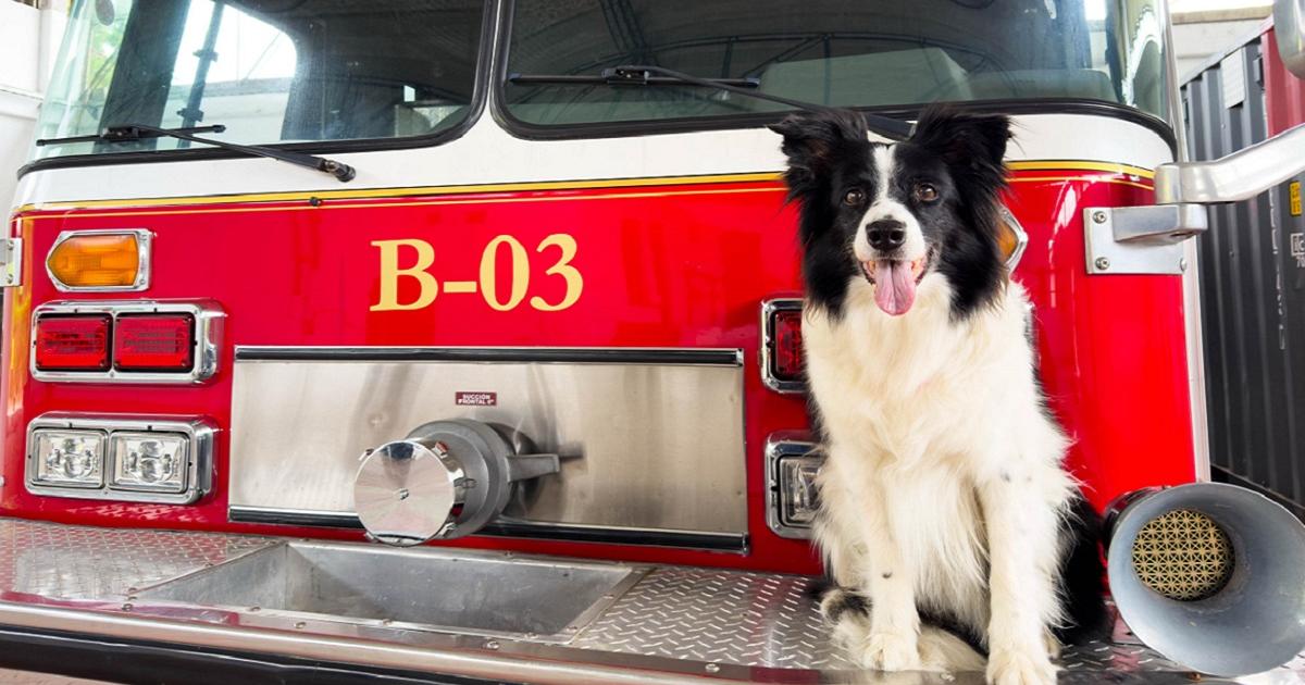 Noticias Antioquia: Nikita, la perra del Cuerpo de Bomberos de Sabaneta