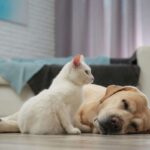 Casi tres de cada diez perros y gatos en España sufren problemas gastrointestinales