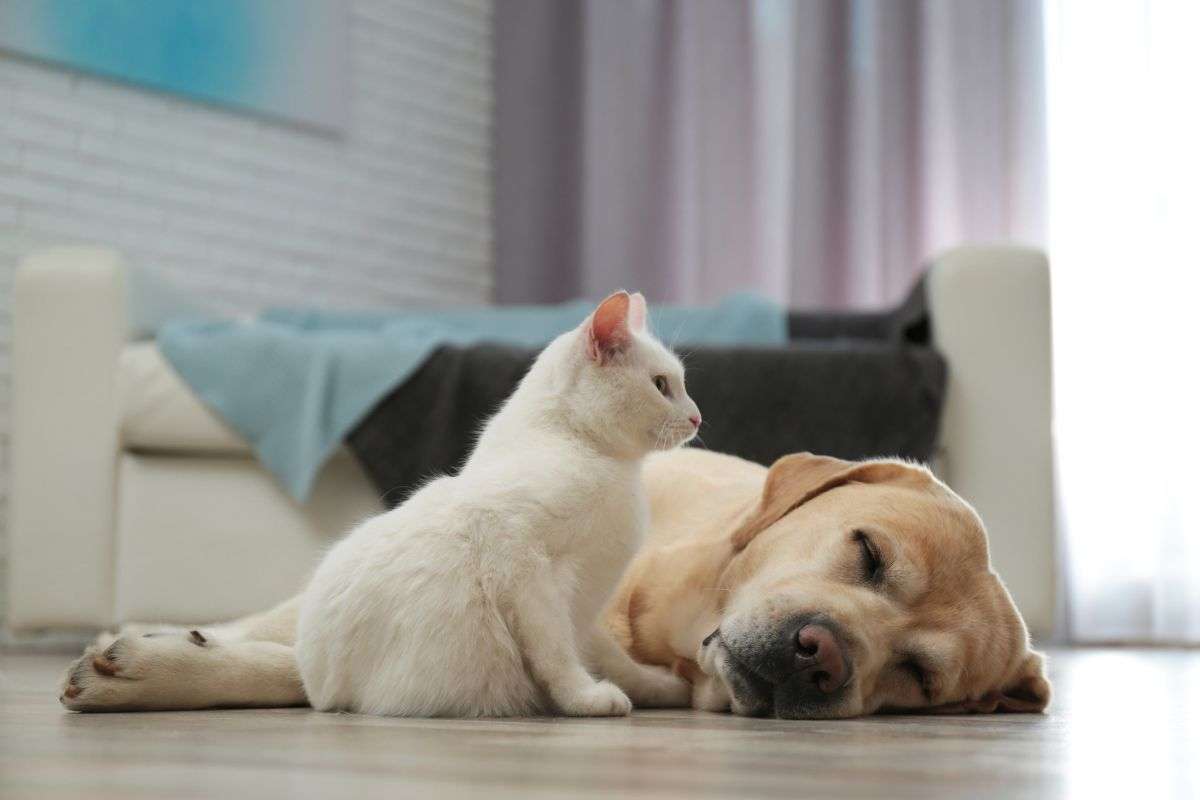 Casi tres de cada diez perros y gatos en España sufren problemas gastrointestinales Casi tres de cada diez perros y gatos en España sufren problemas gastrointestinales