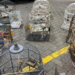 Noticias Medellín: Incautaron 22 aves en San Antonio de Prado