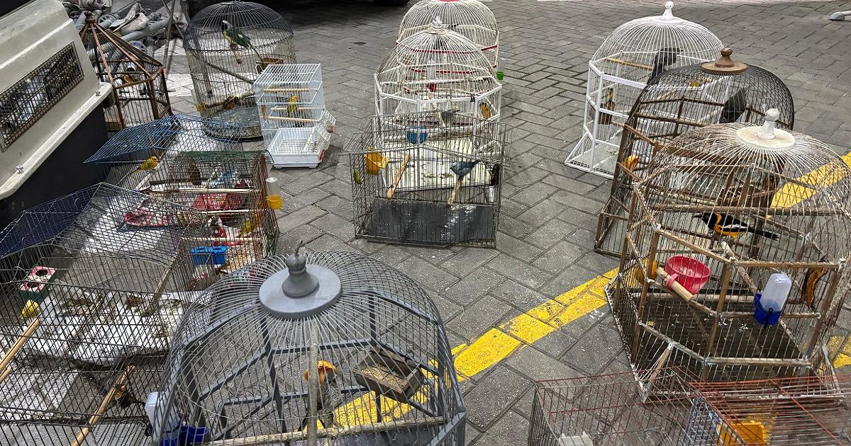 Noticias Medellín: Incautaron 22 aves en San Antonio de Prado