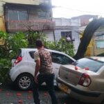 Medellín: Conductor se salvó de milagro tras caerle un enorme árbol