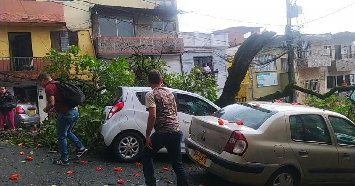 Medellín: Conductor se salvó de milagro tras caerle un enorme árbol