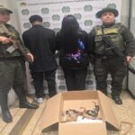 Noticias Antioquia: Capturan en el Aeropuerto a traficantes de fauna