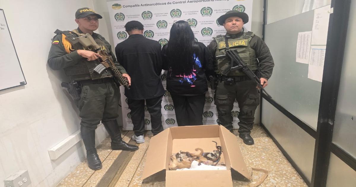 Noticias Antioquia: Capturan en el Aeropuerto a traficantes de fauna Noticias Antioquia: Capturan en el Aeropuerto a traficantes de fauna