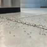 cómo deshacernos de estos insectos en casa con este gel de menos de 10 euros cómo deshacernos de estos insectos en casa con este gel de menos de 10 euros