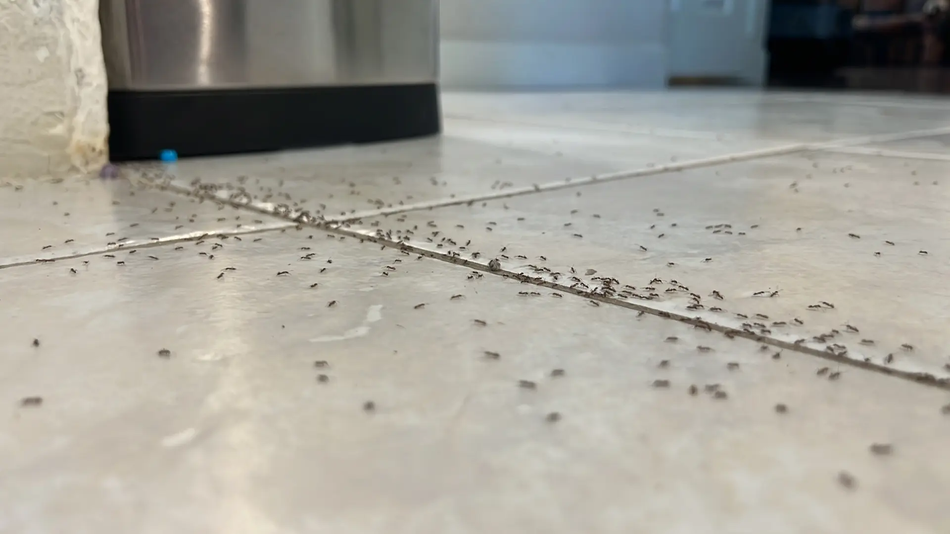 cómo deshacernos de estos insectos en casa con este gel de menos de 10 euros