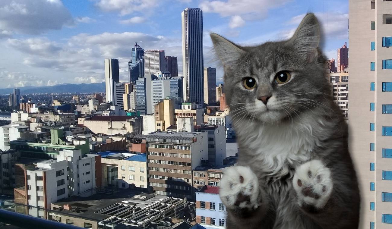 Advierten a quienes tienen gatos: ley los pondría a pagar hasta 0.000 Advierten a quienes tienen gatos: ley los pondría a pagar hasta 0.000
