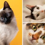 ¿Qué significa que un gato le muestre la panza? Expertos responden