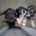 Jornada de adopción de mascotas en Bogotá: conozca los requisitos