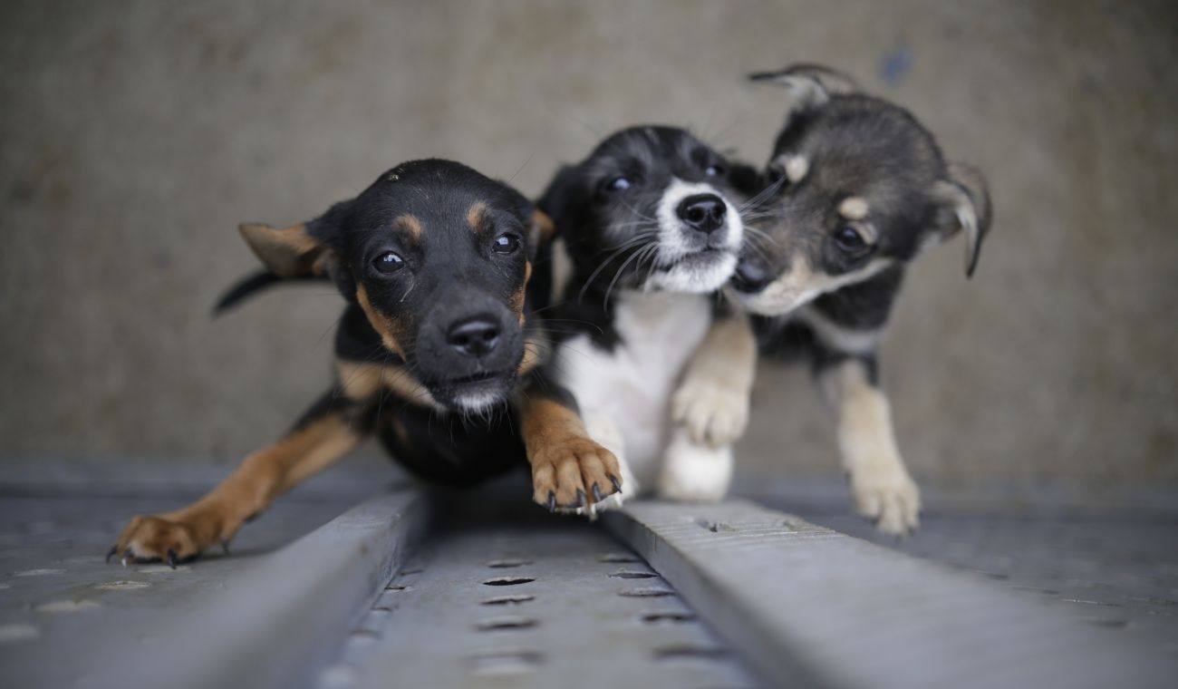 Jornada de adopción de mascotas en Bogotá: conozca los requisitos Jornada de adopción de mascotas en Bogotá: conozca los requisitos