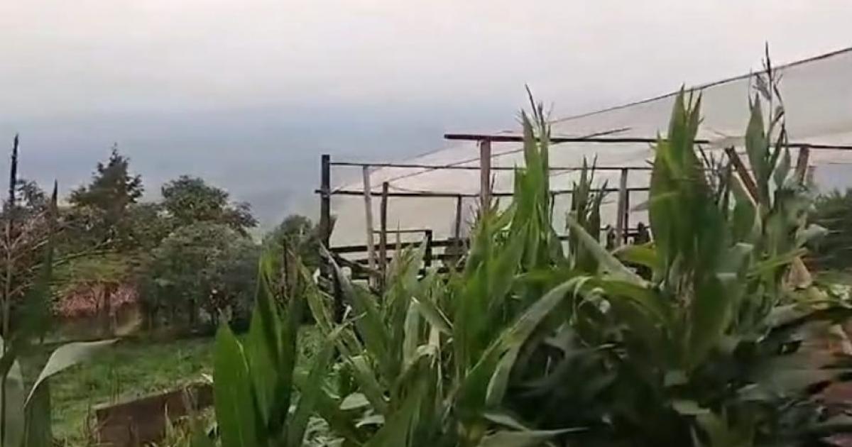 Noticias Medellín: Vapeadores de marihuana, Imponente cultivo hidropónico
