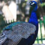 Investigan a un hombre en Burgos por el ataque mortal de su perro al pavo real de un vecino