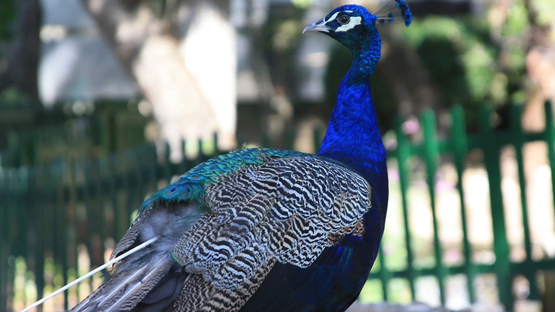 Investigan a un hombre en Burgos por el ataque mortal de su perro al pavo real de un vecino