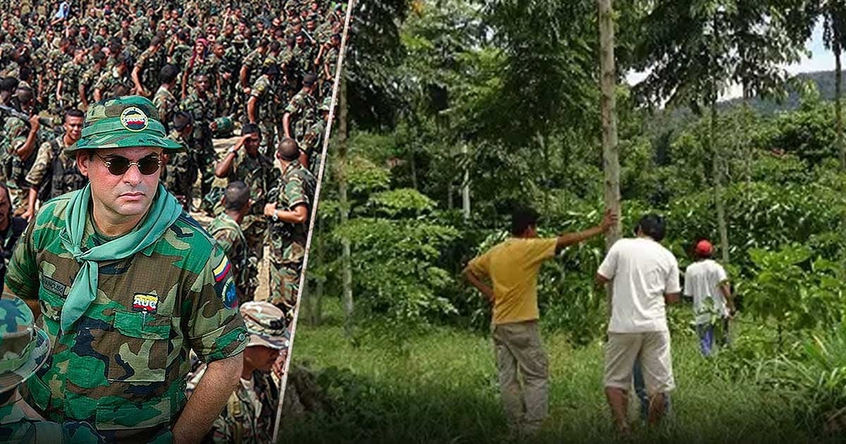 Las tierras arrasadas por Mancuso y el Frente 36 de las Farc son ahora fincas madereras