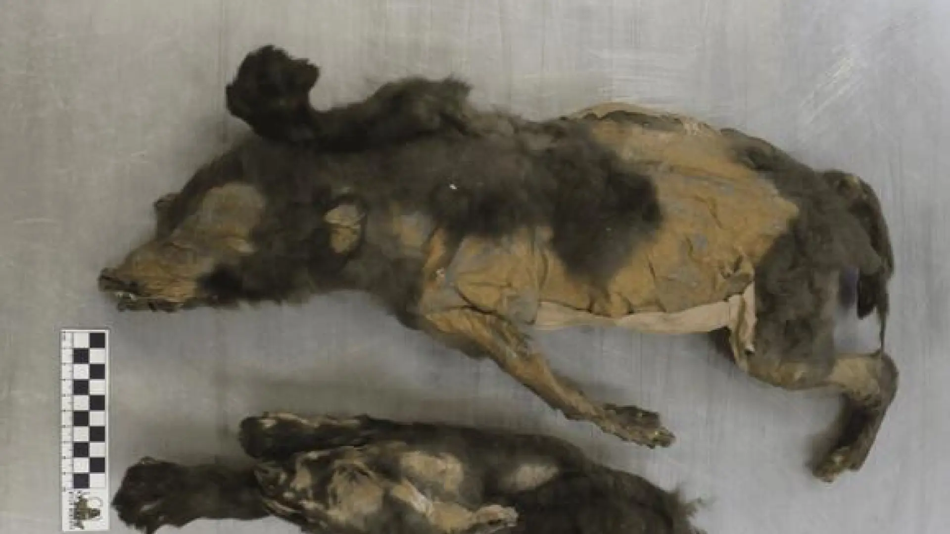 Los ‘Cachorros de Tumat’ de la Edad de Hielo no eran perros domésticos, señala un nuevo estudio