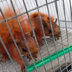 Noticias Antioquia: En Itagüí rescataron diez animales silvestres