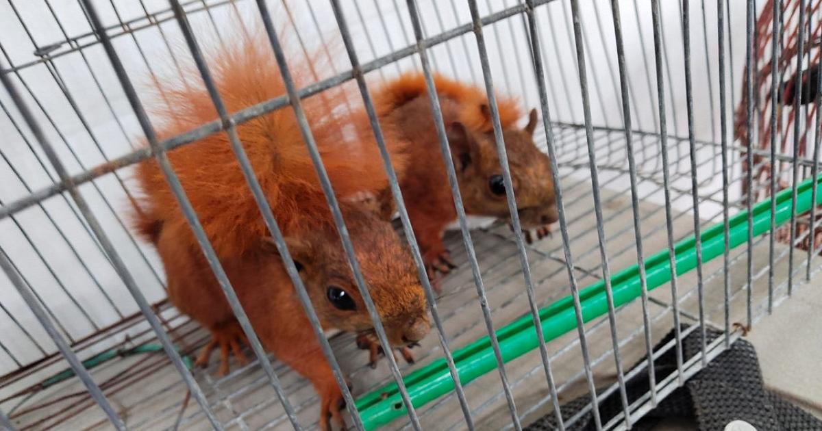 Noticias Antioquia: En Itagüí rescataron diez animales silvestres