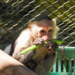 Noticias Antioquia: Más de 1.200 animales «bebés» han sido atendidos Noticias Antioquia: Más de 1.200 animales «bebés» han sido atendidos