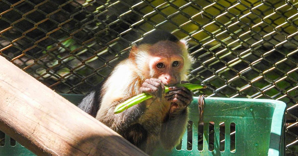 Noticias Antioquia: Más de 1.200 animales «bebés» han sido atendidos Noticias Antioquia: Más de 1.200 animales «bebés» han sido atendidos