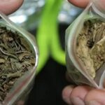 Noticias Medellín: Condenado por llevar en un vehículo estupefacientes