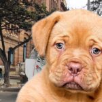 La multa que debe pagar si su perro riega la basura en la calle