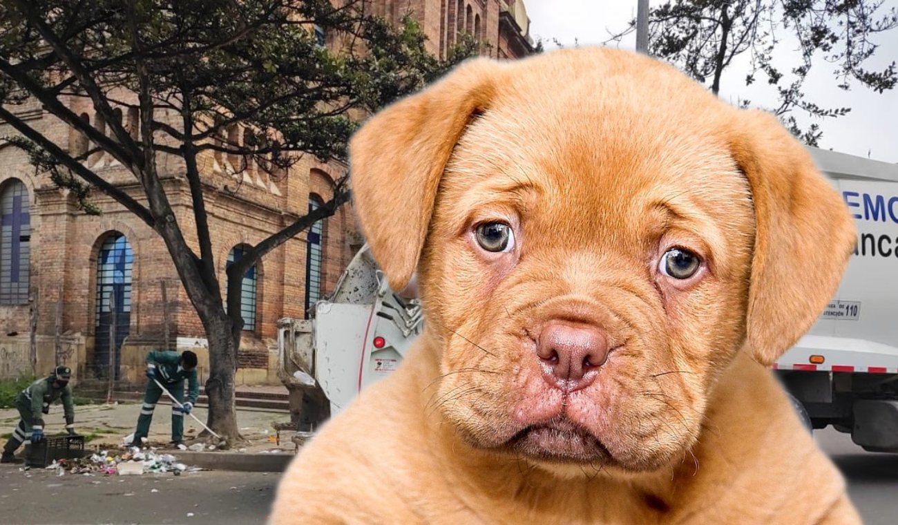 La multa que debe pagar si su perro riega la basura en la calle