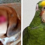 Noticias Antioquia: Dos aberrantes casos de maltrato animal en Antioquia Noticias Antioquia: Dos aberrantes casos de maltrato animal en Antioquia