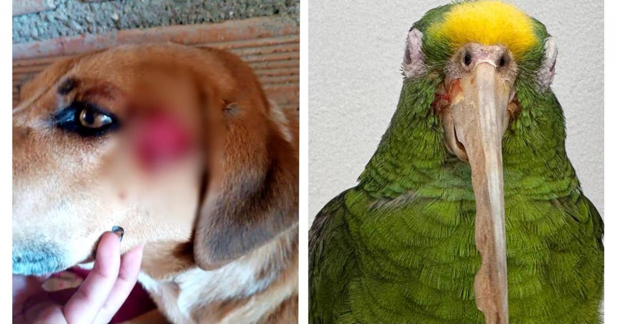 Noticias Antioquia: Dos aberrantes casos de maltrato animal en Antioquia Noticias Antioquia: Dos aberrantes casos de maltrato animal en Antioquia