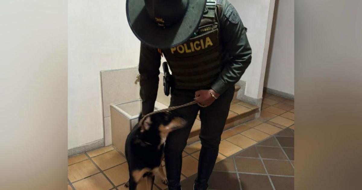 Noticias Medellín: Rescatan a la perrita Zoé en estado de abandono