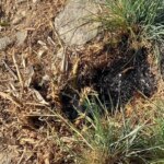 Detenido por intentar prenderle fuego a una parcela en Chiclana