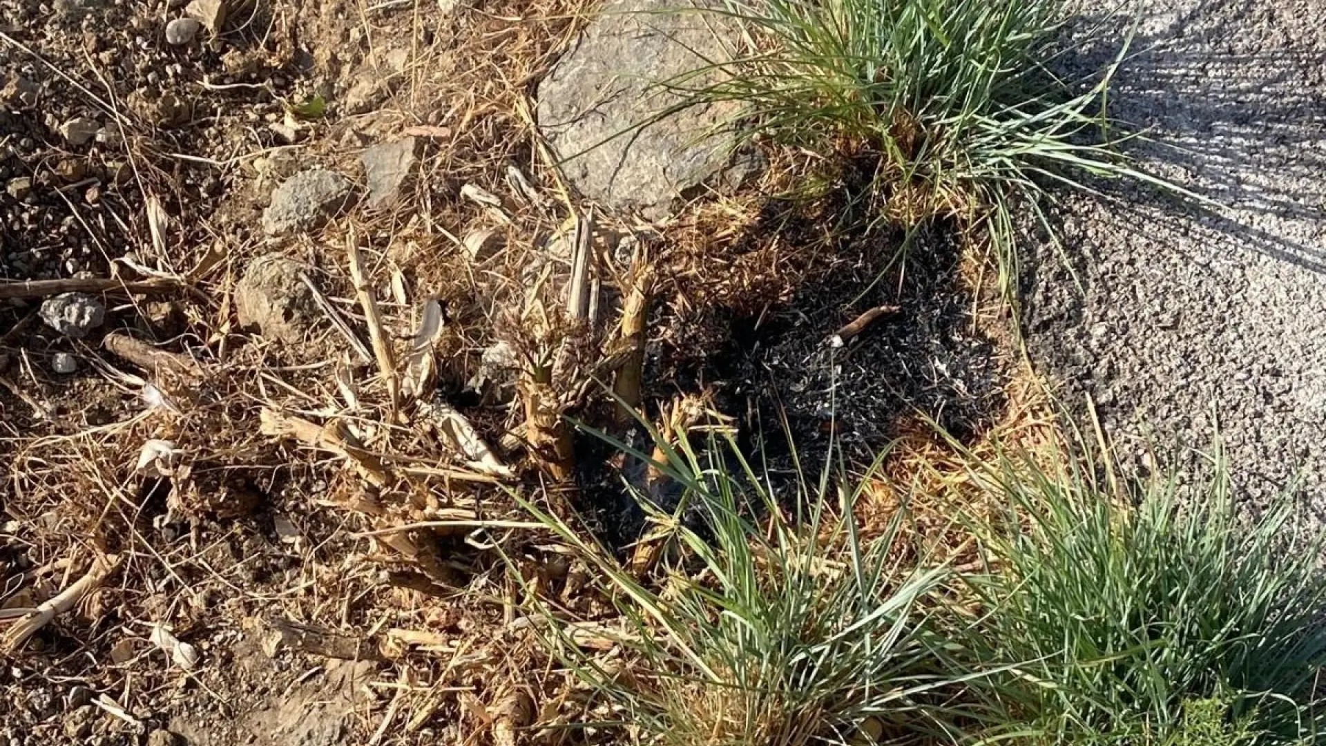 Detenido por intentar prenderle fuego a una parcela en Chiclana