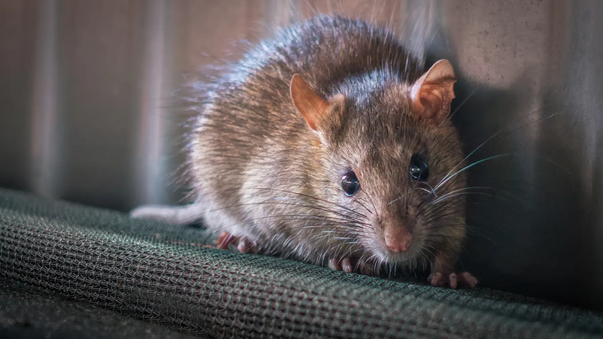 Muere una persona en Estados Unidos por la peste negra