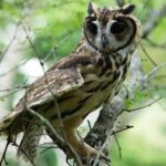 Noticias Antioquia: Liberaron 18 animales silvestres en el Occidente
