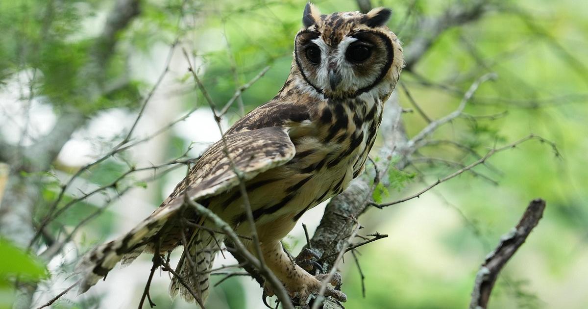 Noticias Antioquia: Liberaron 18 animales silvestres en el Occidente