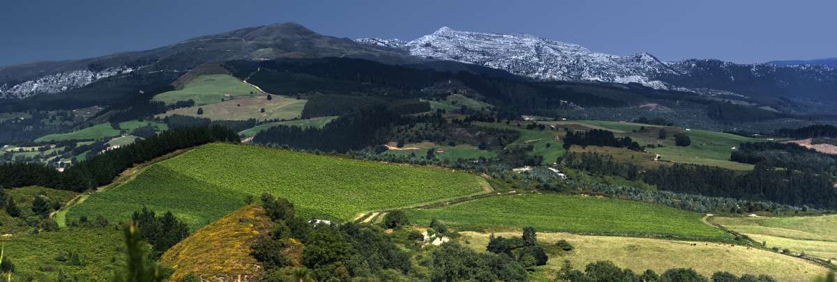 Casona Micaela, el novedoso vino de la Costa de Cantabria