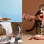 ¿Por qué un gato pide comida si ya tiene en el comedero? Razones clave