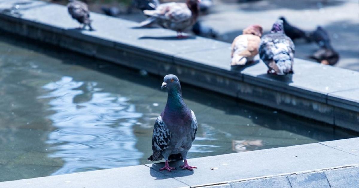 Noticias Antioquia: Estrategias en Envigado para cuidar a las palomas