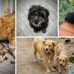Esterilizaciones gratis en Bogotá: Distrito abrió 4 puntos con 15 mil cupos