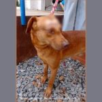 Noticias Medellín: Por agredir a un perro, hombre fue condenado en Medellín Noticias Medellín: Por agredir a un perro, hombre fue condenado en Medellín