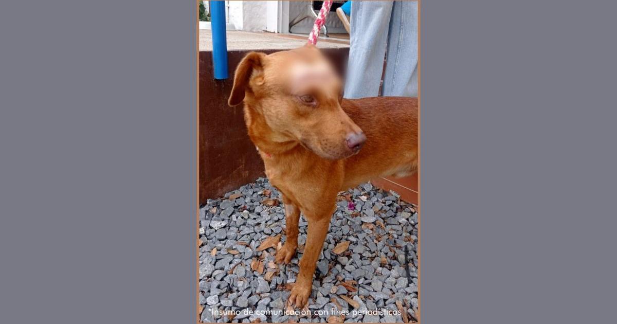 Noticias Medellín: Por agredir a un perro, hombre fue condenado en Medellín Noticias Medellín: Por agredir a un perro, hombre fue condenado en Medellín