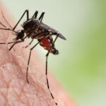 Aprueban el primer tratamiento para la malaria en bebés y niños pequeños