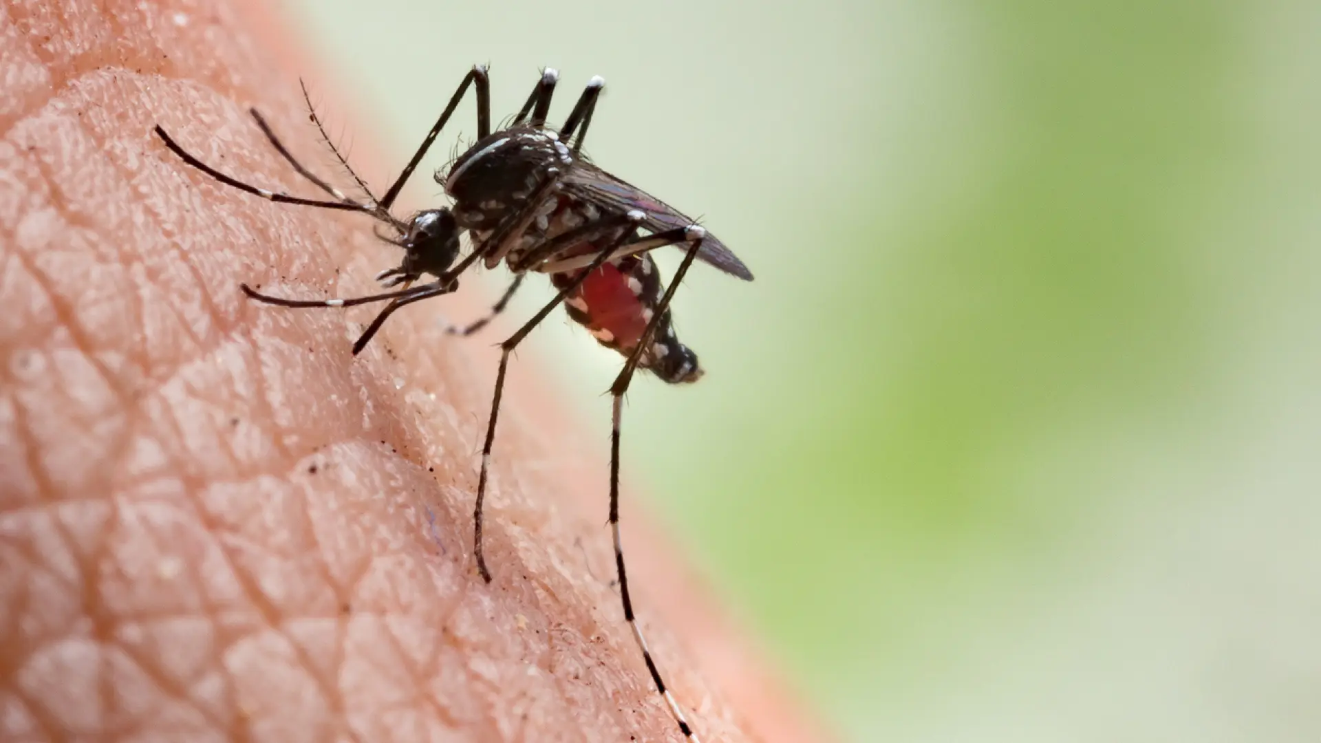 Aprueban el primer tratamiento para la malaria en bebés y niños pequeños Aprueban el primer tratamiento para la malaria en bebés y niños pequeños