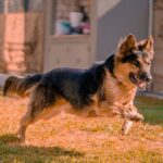 Ley Kiara: estos negocios serán regulados para que mascotas estén seguras