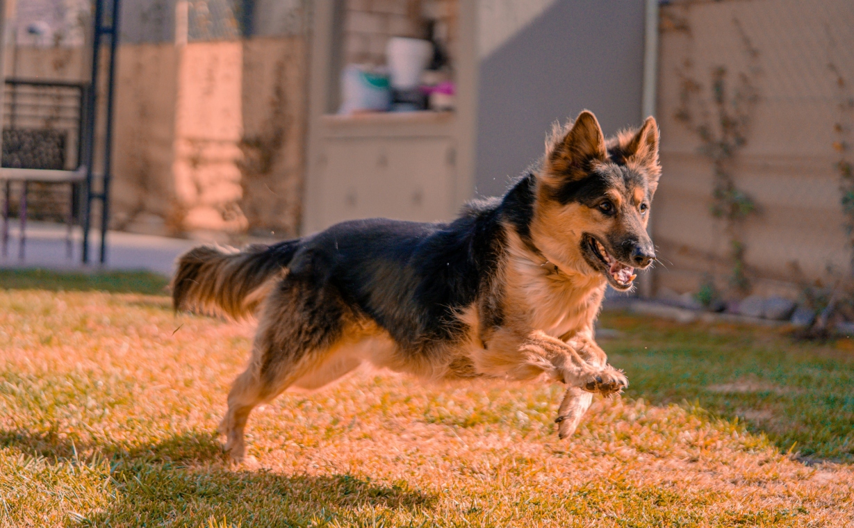 Ley Kiara: estos negocios serán regulados para que mascotas estén seguras