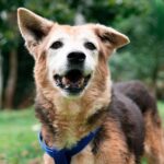 Noticias Medellín: 90 perros y gatos esperan adopción hace más de 10 años