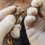 Noticias Antioquia: Atienden a menor que fue mordido por una serpiente Noticias Antioquia: Atienden a menor que fue mordido por una serpiente